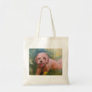 Zoek naar labradoodle tassen Cockapoo