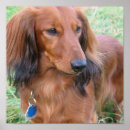Recherche de daschund posters Chien