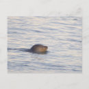 Zoek naar zeehond briefkaarten Dieren