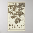 Recherche de piment posters Gravé