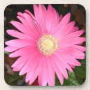 Recherche de marguerite gerbera dessous de verres Rose