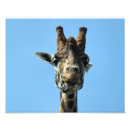 Recherche de girafe mignonne posters Drôle