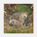 Recherche de young magnets Hedgehog