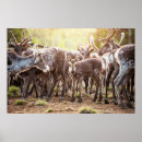 Zoek naar herten posters Rendieren