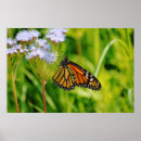 Recherche de papillon de monarque art Nature