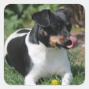 Recherche de chiot de terrier de russell Animal