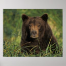 Recherche de ours brun posters Faune