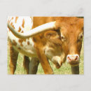 Recherche de longhorn du texas cartes postales Bétail