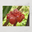 Recherche de torches cartes postales Floral