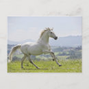 Zoek naar witte paarden briefkaarten Natuur