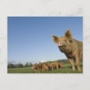 Recherche de animal portrait cartes postales Bébé