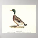 Recherche de canard sauvage posters Illustration