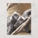 Recherche de singes cartes postales Zoo