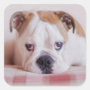 Recherche de timide autocollants Animal