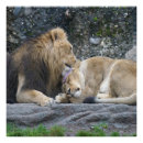 Recherche de lion photographie Amour