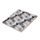 Zoek naar chihuahua tegels Hondenliefhebber