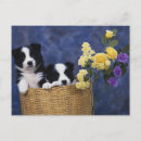 Recherche de photo de chien cartes postales Dogs