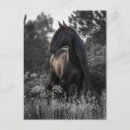 Recherche de noir de cheval blanc cartes postales Moderne
