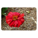 Recherche de grandes fleurs magnets Nature