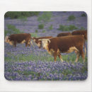 Recherche de hereford tapis souris Ferme