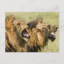Zoek naar kruger briefkaarten Horizontaal