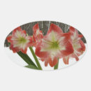 Recherche de amaryllis autocollants Hiver