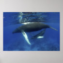 Zoek naar gewervelde dieren posters Natuur