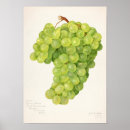 Zoek naar groene druiven posters Fruit