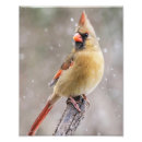 Recherche de cardinal du nord art Faune