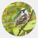 Recherche de châtaigne autocollants Oiseau