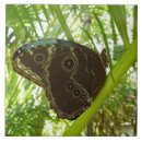 Recherche de morpho carreaux Animal