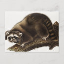 Recherche de loto cartes postales Faune