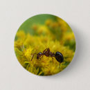 Recherche de fourmis badges Entomologie