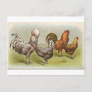 Recherche de polonais cartes postales Coq
