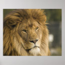 Recherche de peintures de la jungle posters Lion