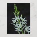 Recherche de jaune pâle cartes postales Blanc