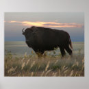 Recherche de buffle posters Plaines