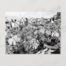 Recherche de manuel cartes postales Tropical