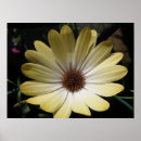 Recherche de osteospermum art Nature