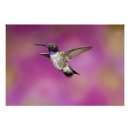 Recherche de archilochus posters Vol