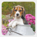 Recherche de chiot de beagle autocollants Pour enfants