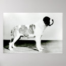 Recherche de st bernard posters Canine