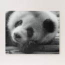 Zoek naar panda puzzles Zwart wit