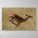 Recherche de simba posters Afrique