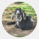 Recherche de chèvre bébé autocollants Mignon