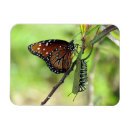 Recherche de papillon de monarque magnets Photographie