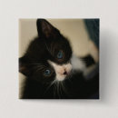 Recherche de chat tigré badges Photographie