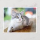 Recherche de petit chat blanc cartes postales Pour tous