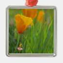 Recherche de coquelicot ornements Floraison