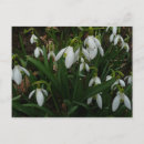 Recherche de snowdrops cartes postales Floral